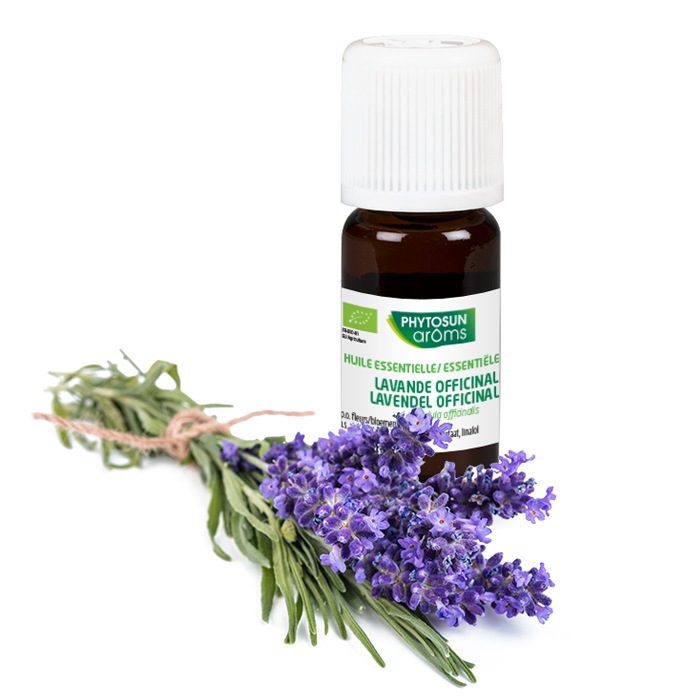 Lavendel Officinalis (echte lavendel)